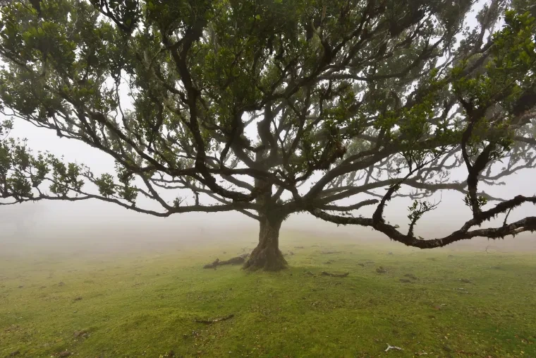 Landschaft – Madeira,Fanal, Malerisch,Nebel,Mystisch