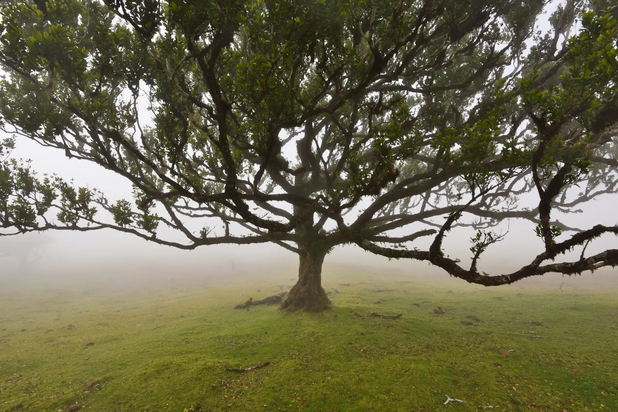 Landschaft – Madeira,Fanal, Malerisch,Nebel,Mystisch