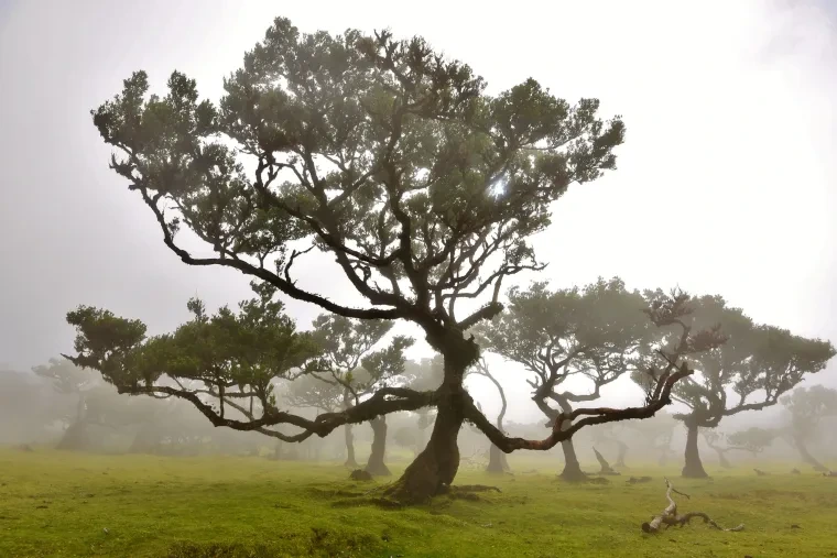 Landschaft – Madeira,Fanal, Wald, Nebel,Mystisch, Winter