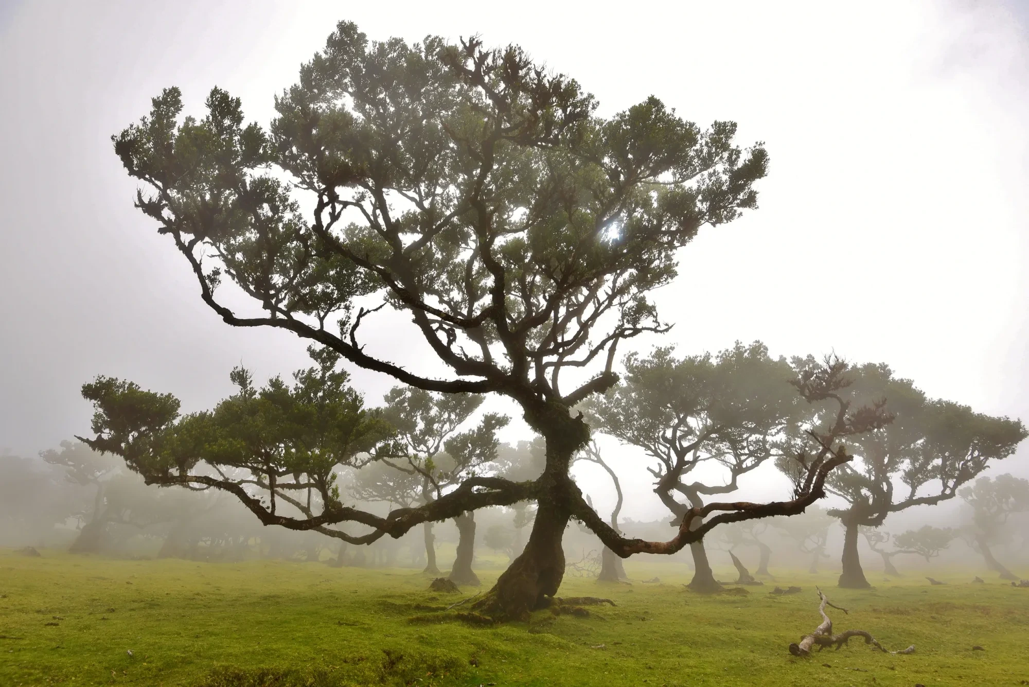 Landschaft – Madeira,Fanal, Wald, Nebel,Mystisch, Winter