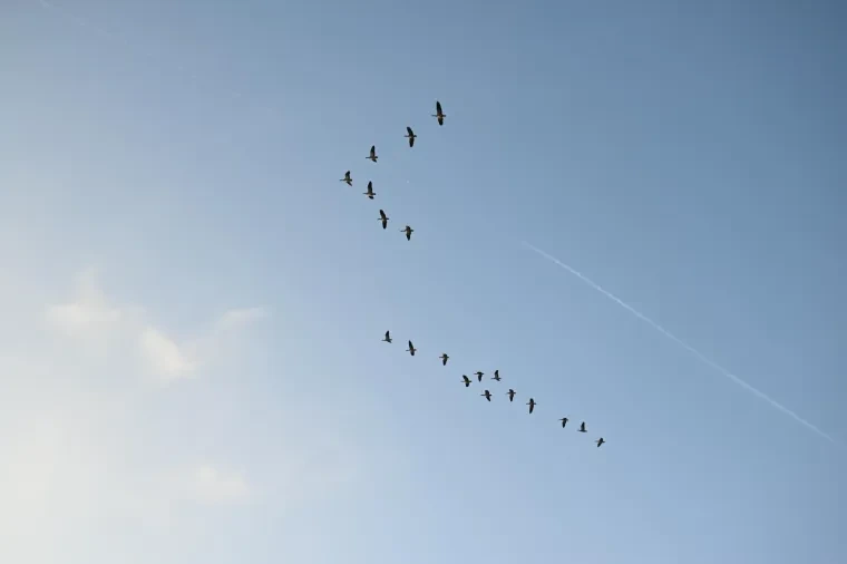 Vögel – Gänse, Winter