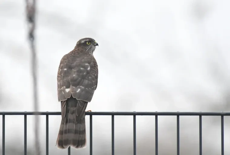 Vögel – Sperber,Greifvogel, Winter
