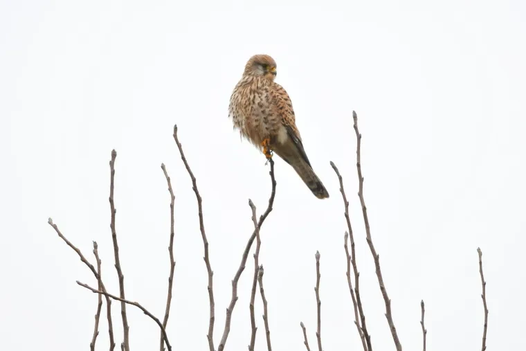 Vögel – Turmfalke,Greifvogel, Winter
