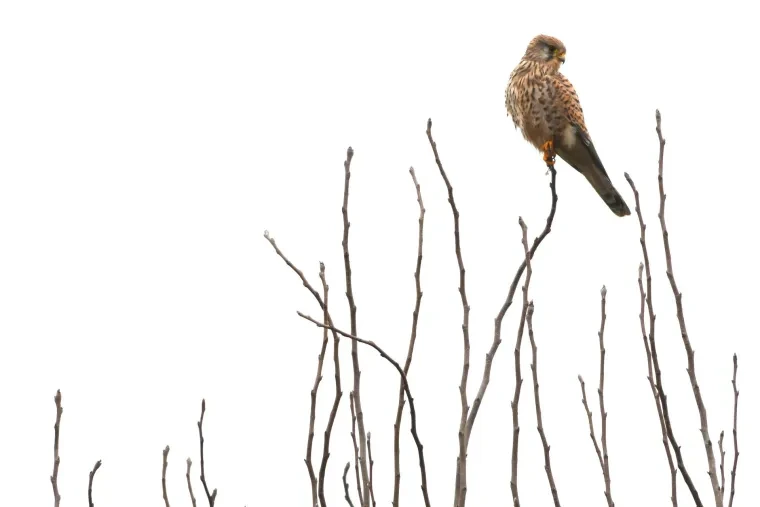 Vögel – Turmfalke,Greifvogel, Winter