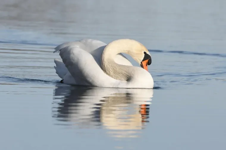 Vögel – Höckerschwan, Winter