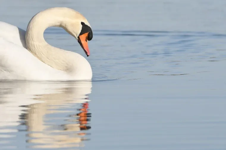 Vögel – Höckerschwan, Winter