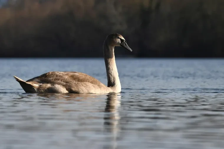 Vögel – Höckerschwan, Winter