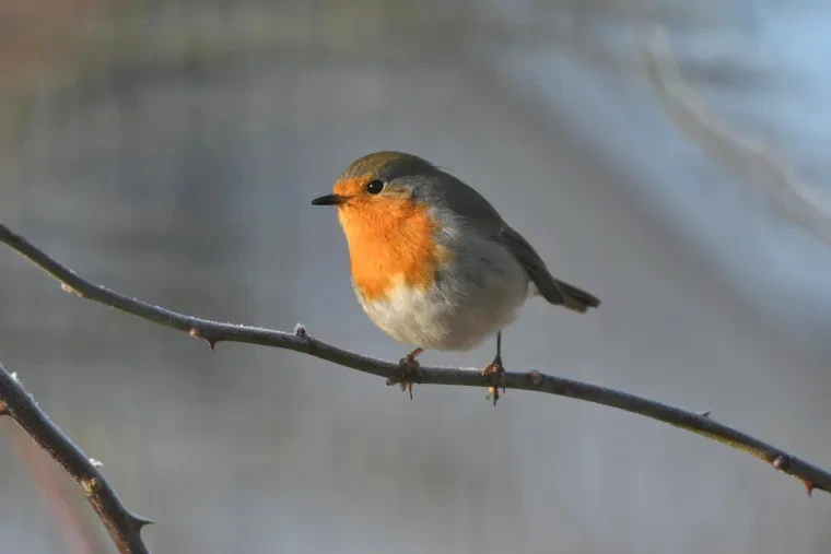 Vögel – Rotkehlchen, Winter