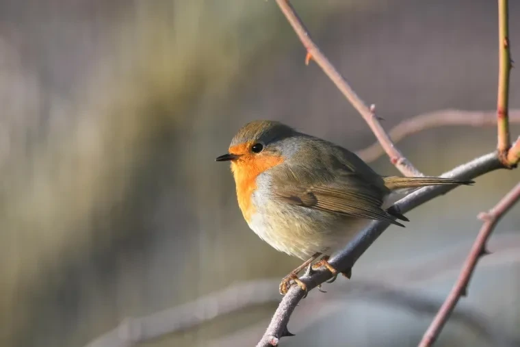Vögel – Rotkehlchen, Winter