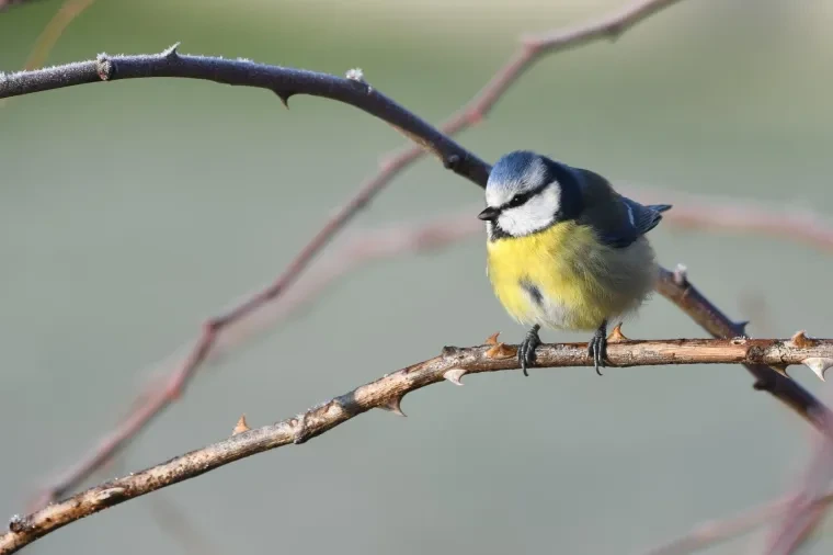 Vögel – Blaumeise, Winter