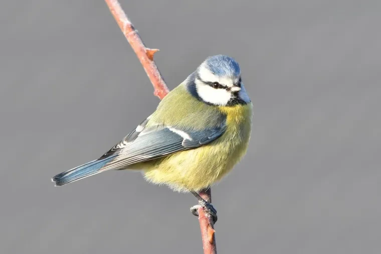 Vögel – Blaumeise, Winter