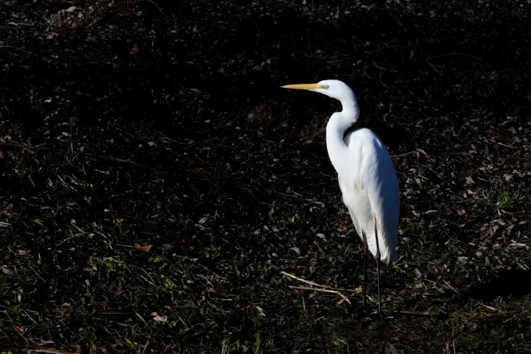Vögel – Silberreiher, Winter