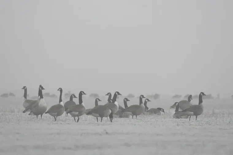 Vögel – Kanadagans, Nebel, Winter