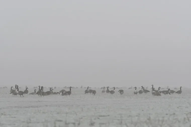 Vögel – Kanadagans, Nebel, Winter