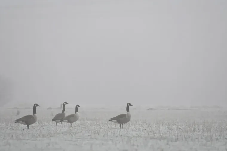 Vögel – Kanadagans, Nebel, Winter