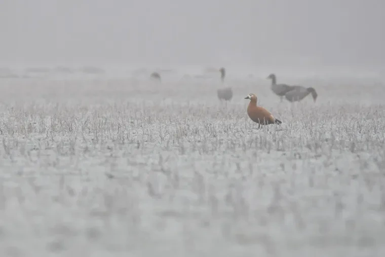 Vögel – Brandgans, Nebel, Winter