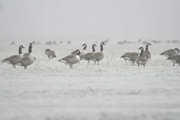 Vögel – Kanadagans, Winter