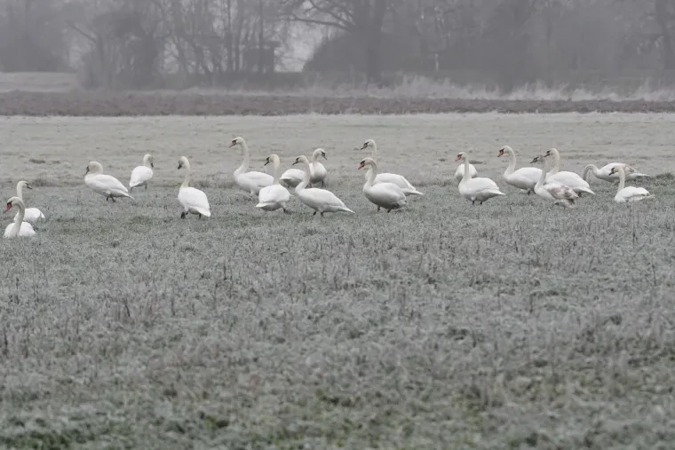 Vögel – Höckerschwan, Winter