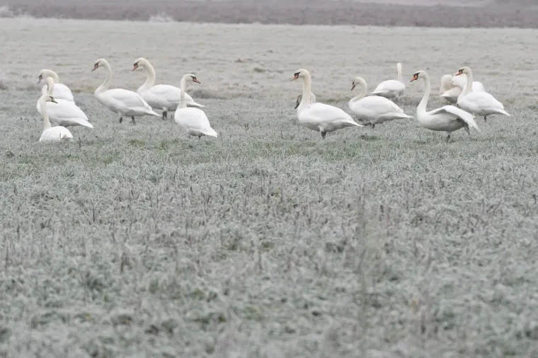 Vögel – Höckerschwan, Winter