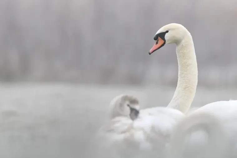 Vögel – Höckerschwan, Winter