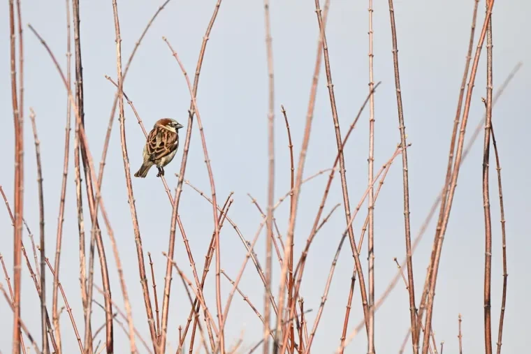 Vögel – Sperling, Winter