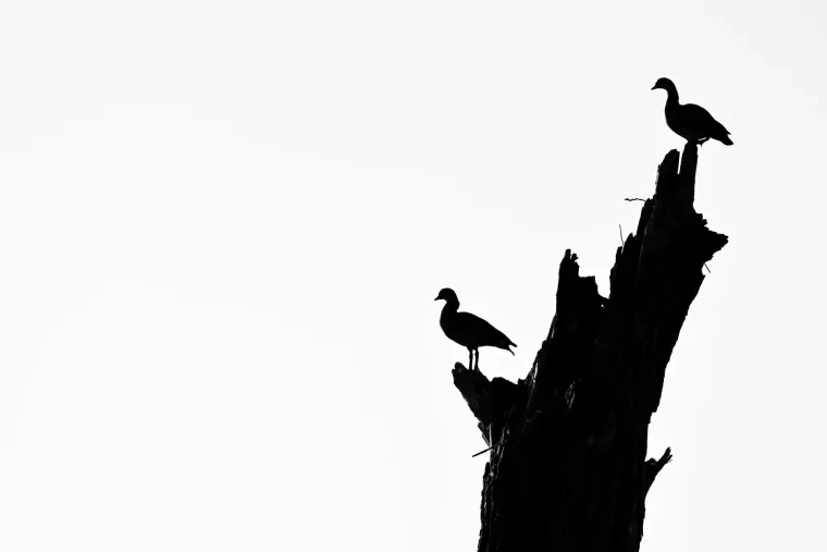 Vögel – Frühling