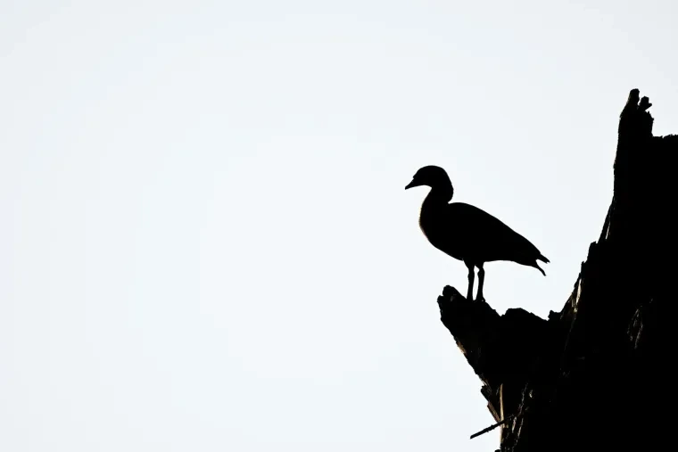 Vögel – Nilgans, Frühling