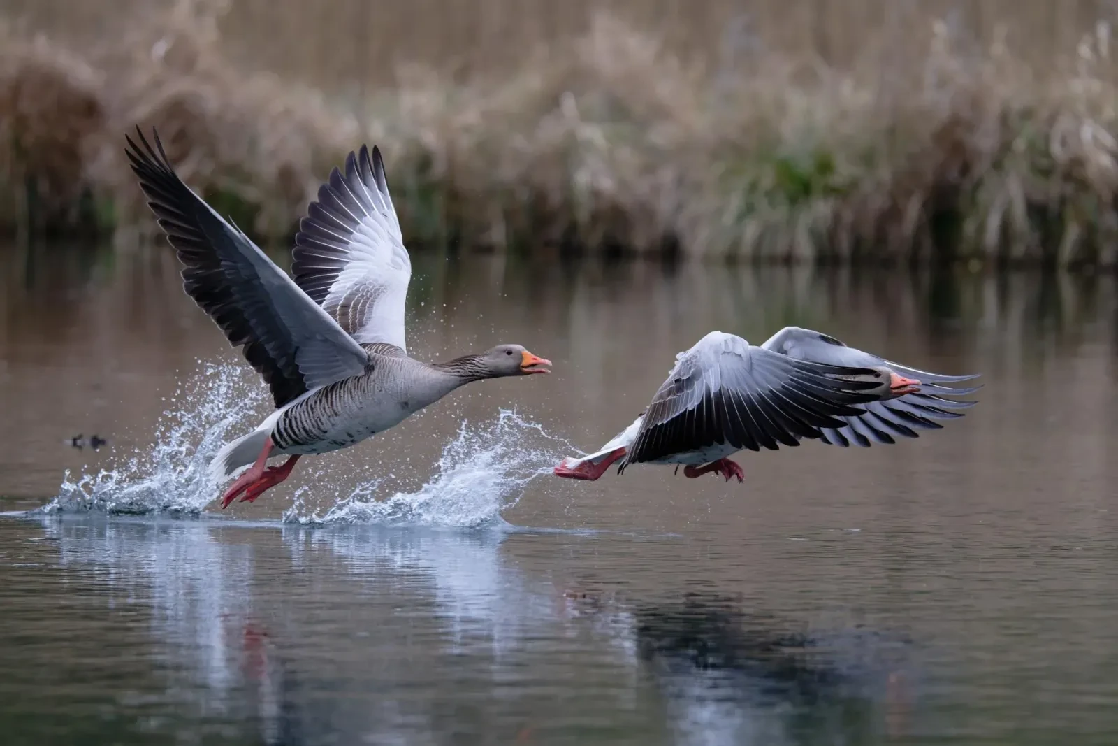 Mein Vogelfotografie-Setup: Z8, Z50 II und das 180-600mm