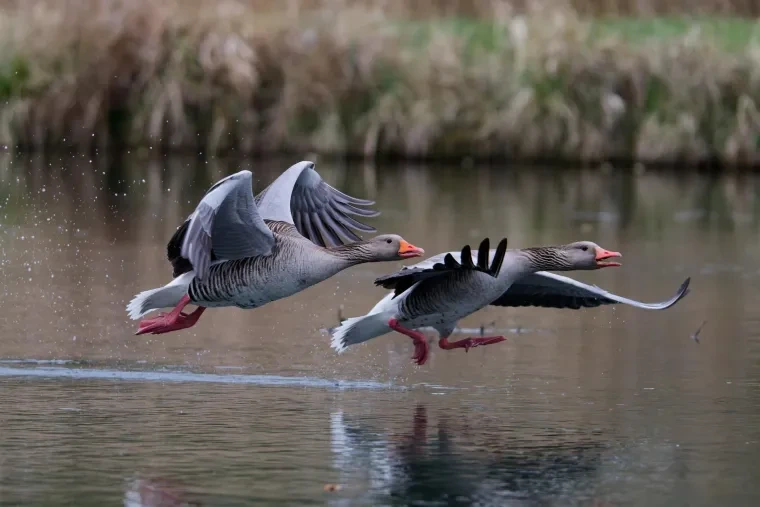Vögel – Graugans, Frühling