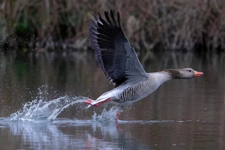 Vögel – Graugans, Frühling