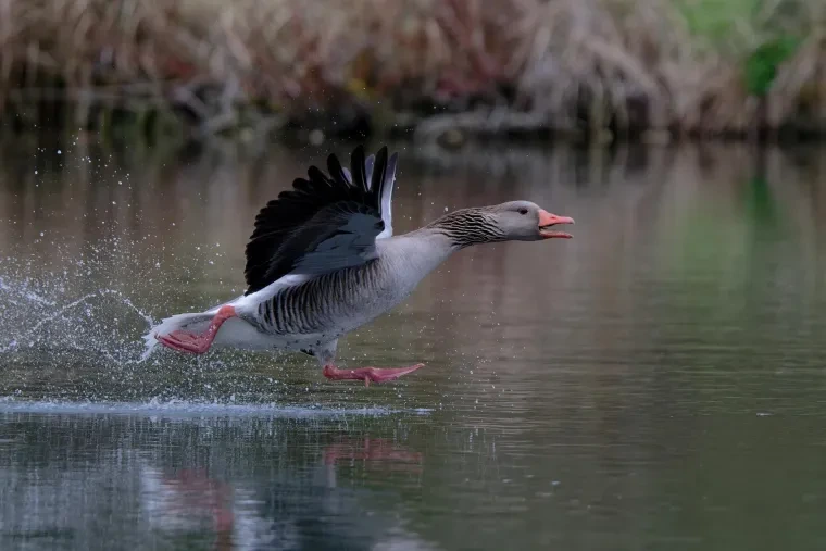 Vögel – Graugans, Frühling