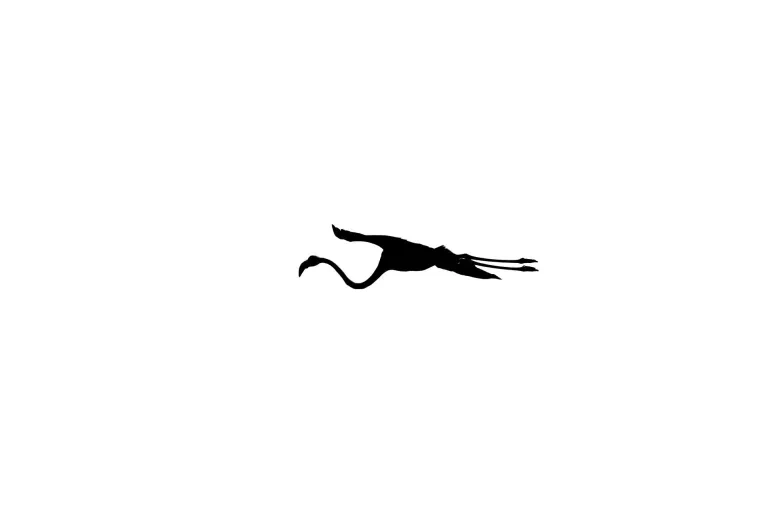 Vögel – Camargue, Flamingo, Frühling