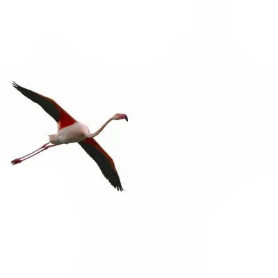 Vögel – Camargue, Flamingo, Frühling