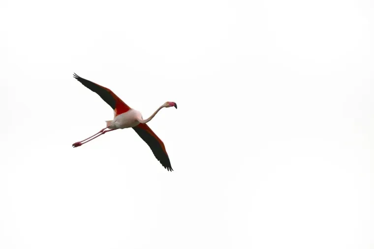 Vögel – Camargue, Flamingo, Frühling