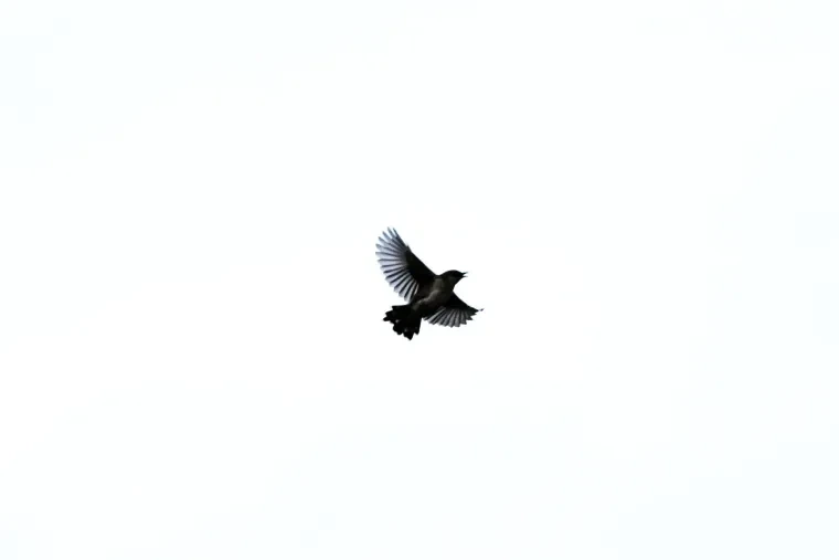 Vögel – Vogel, Frühling