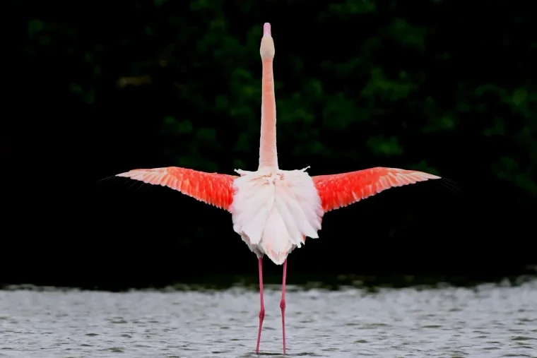 Vögel – Camargue, Flamingo, Frühling