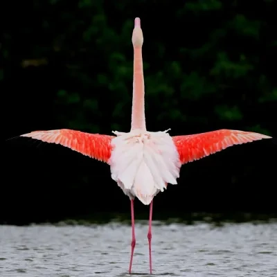 Vögel – Camargue, Flamingo, Frühling