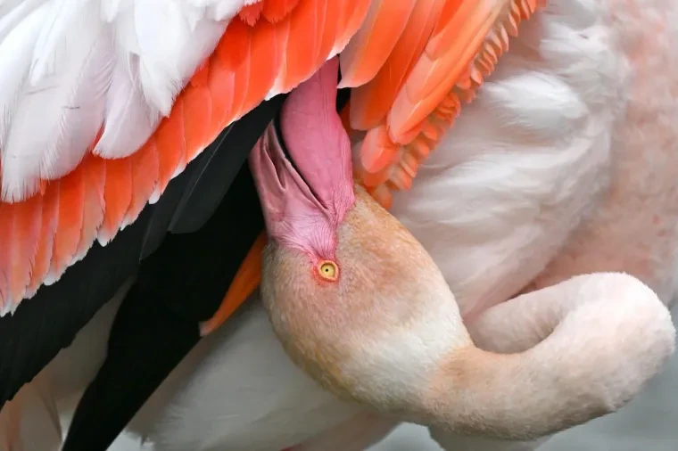 Vögel – Camargue, Flamingo, Frühling