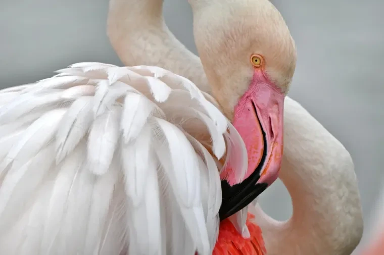 Vögel – Camargue, Flamingo, Frühling
