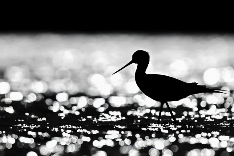 Vögel – Camargue, Stelzenläufer, Frühling