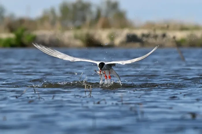 Meine Autofokus-Einstellungen für Vögel im Flug (Nikon Z8 & Z50 II)