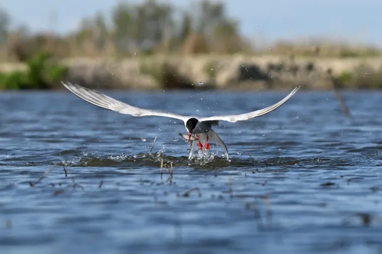 Vögel – Camargue, Seeschwalbe, Frühling