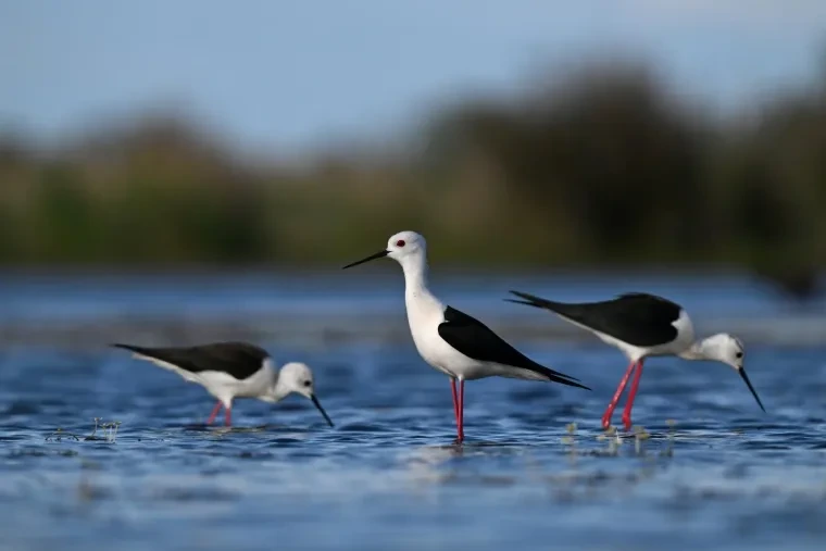 Vögel – Camargue, Stelzenläufer, Frühling