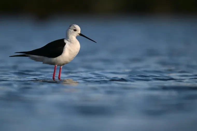 Vögel – Camargue, Stelzenläufer, Frühling