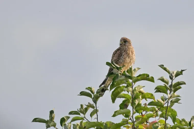 Vögel – Turmfalke,Greifvogel, Sommer