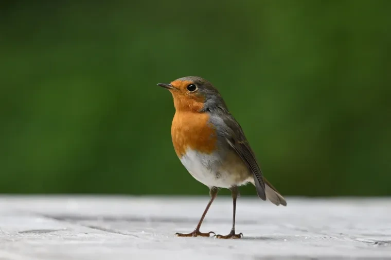 Vögel – Rotkehlchen, Herbst