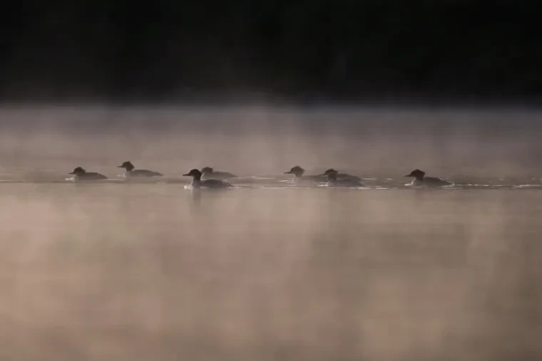 Vögel – Gänsesäger, Nebel, Herbst