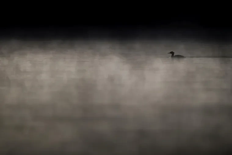 Vögel – Gänsesäger, Nebel, Herbst