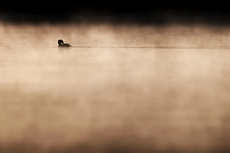 Vögel – Gänsesäger, Nebel, Herbst