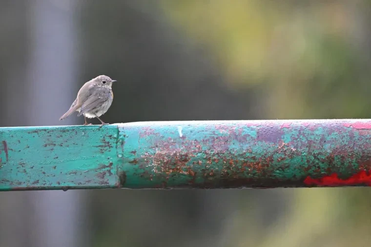 Vögel – Herbst